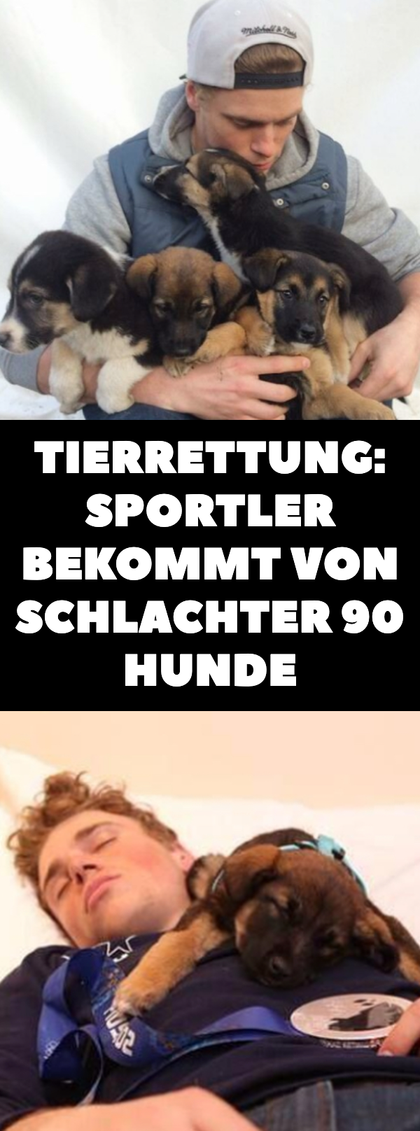 Tierrettung: Sportler bekommt von Schlachter 90 Hunde