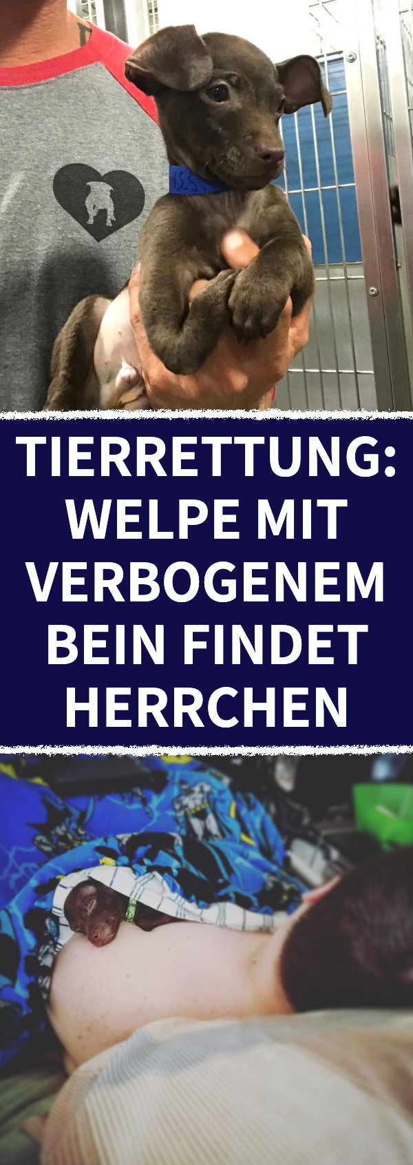 Tierrettung: Welpe mit Fehlbildung findet perfektes Herrchen