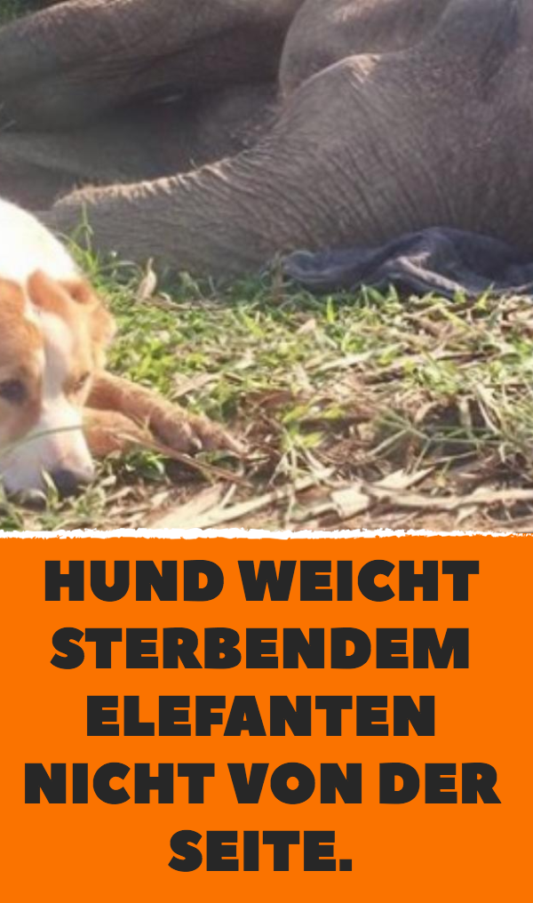 Hund weicht sterbendem Elefanten nicht von der Seite.