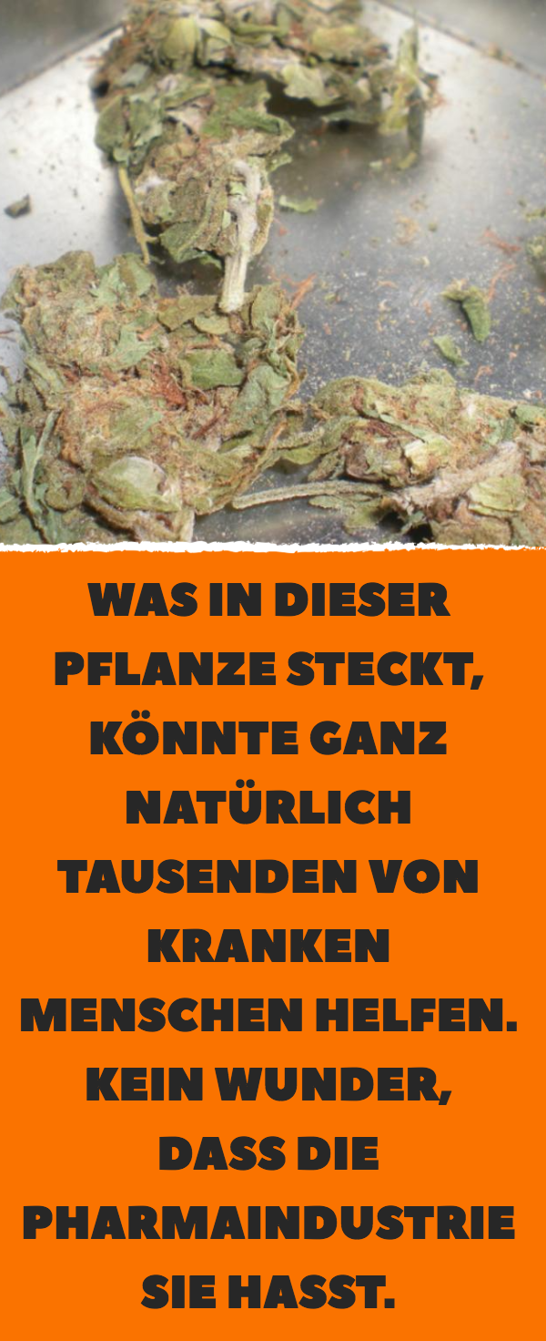 Was in dieser Pflanze steckt, könnte ganz natürlich tausenden von kranken Menschen helfen. Kein Wunder, dass die Pharmaindustrie sie hasst.