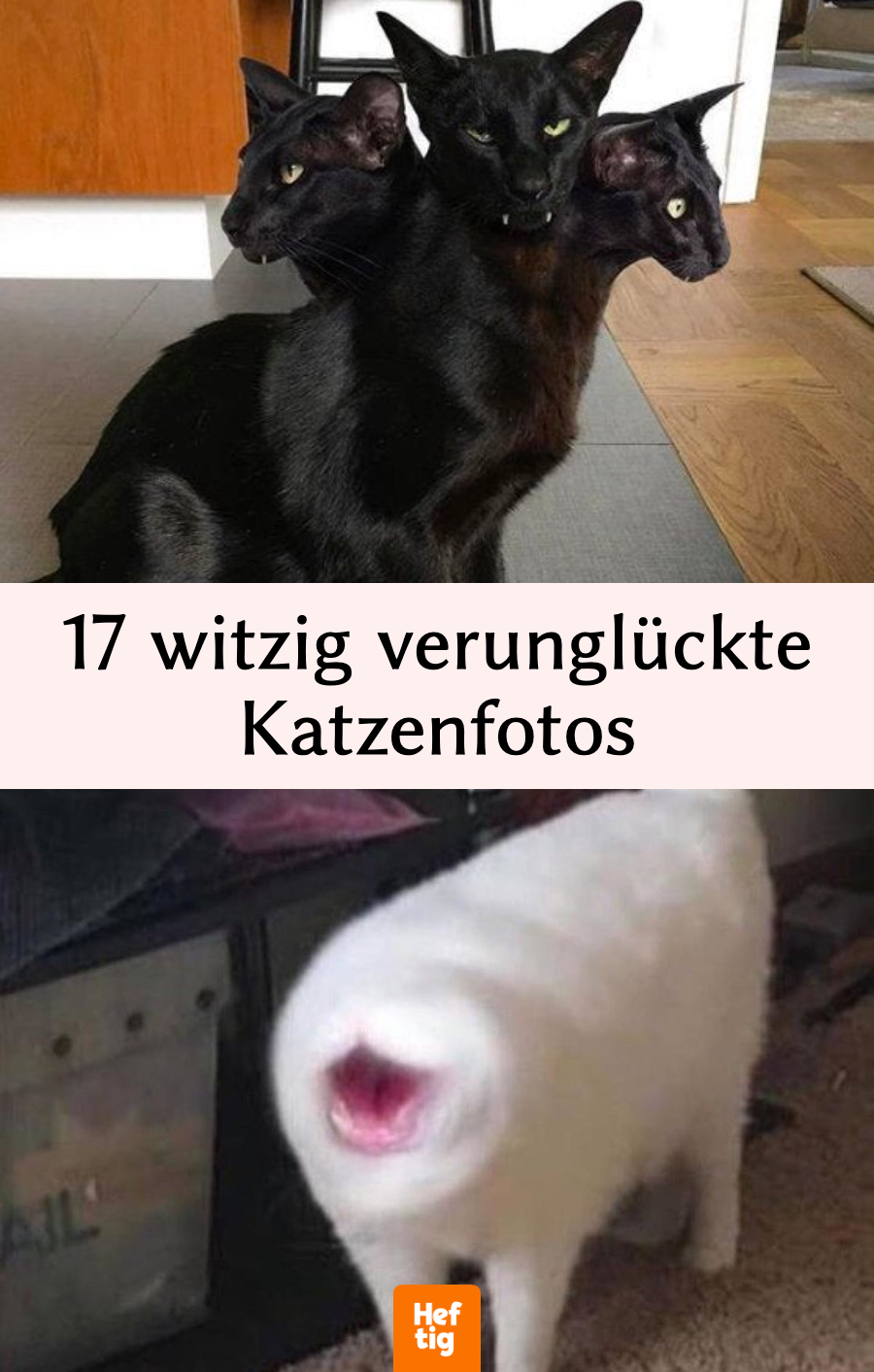 17 vergeigte Fotos von Katzen