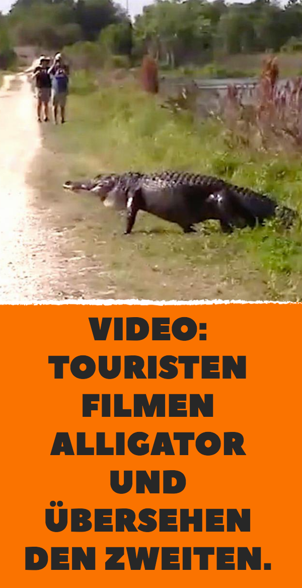 Video: Touristen filmen Alligator und übersehen den zweiten.