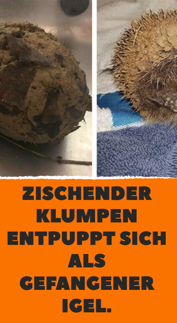 Tierrettung: Igel befand sich in Schlammklumpen