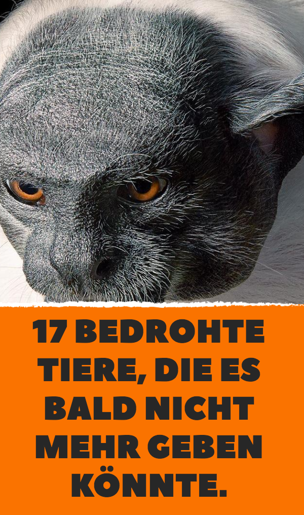 17 bedrohte Tiere, die es bald nicht mehr geben könnte.