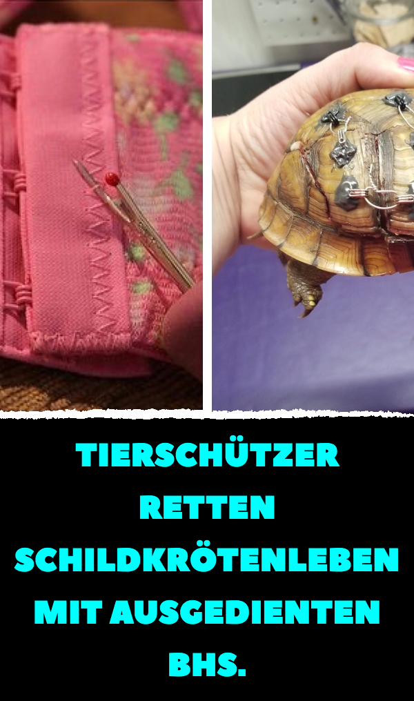 Alte BHs sorgen für Tierrettung von Schildkröten