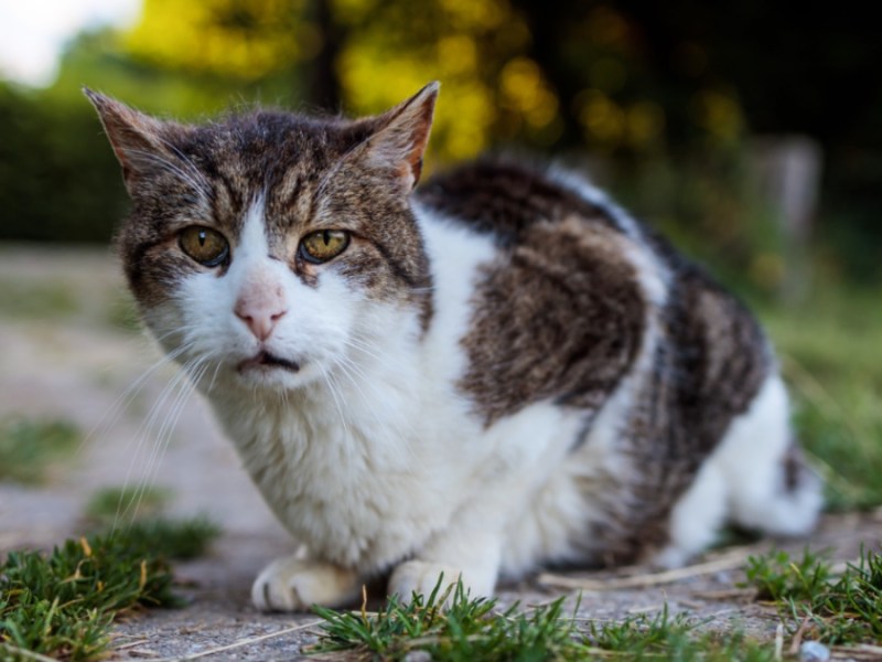 Katze im Garten.