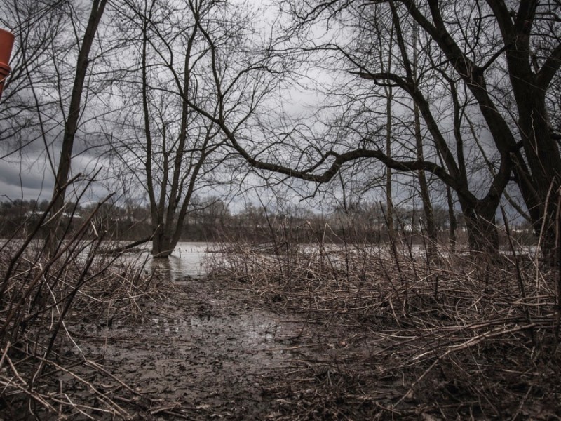 Ein Bild vom Wald in Tschernobyl.