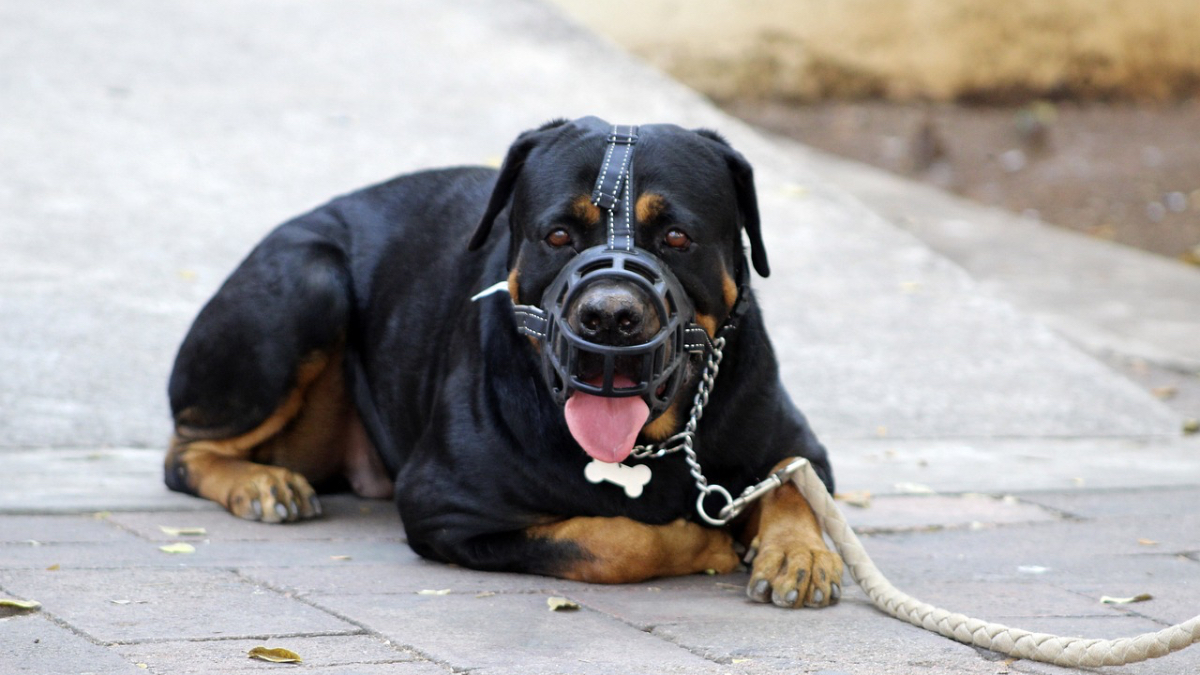 Ein Rottweiler mit Maulkorb liegt angeleint auf einem Gehweg.