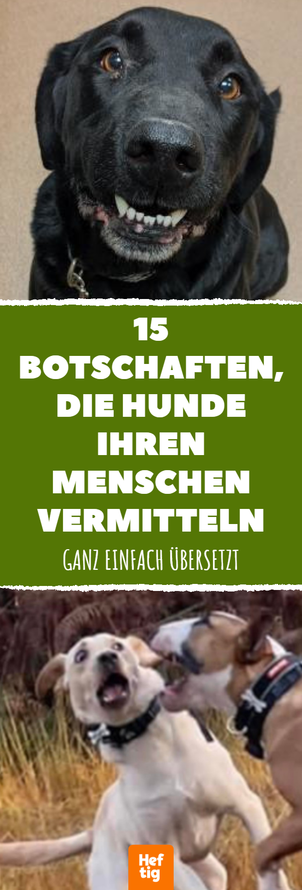 15 Botschaften, die Hunde ihren Menschen vermitteln