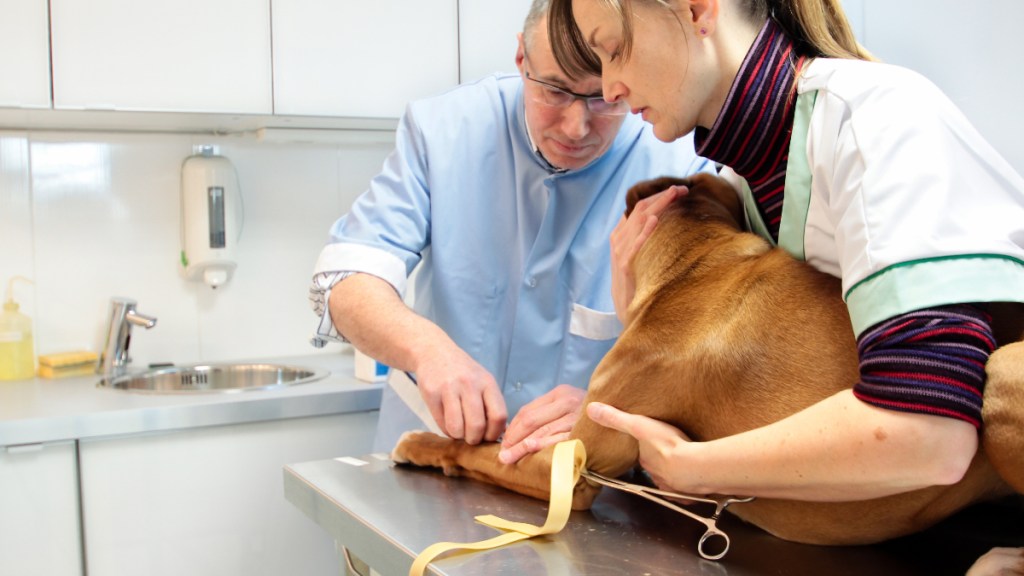 Ein Hund wird bei einem Tierarzt behandelt.