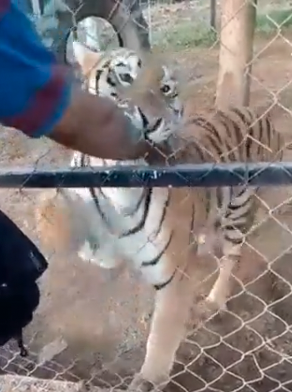 Ein Mann wird von einem Tiger in den Arm gebissen