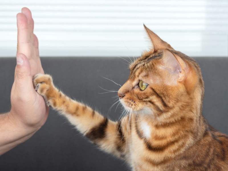 Die niedliche bengalische Katze gibt ihrem Besitzer liebevoll eine Pfote.