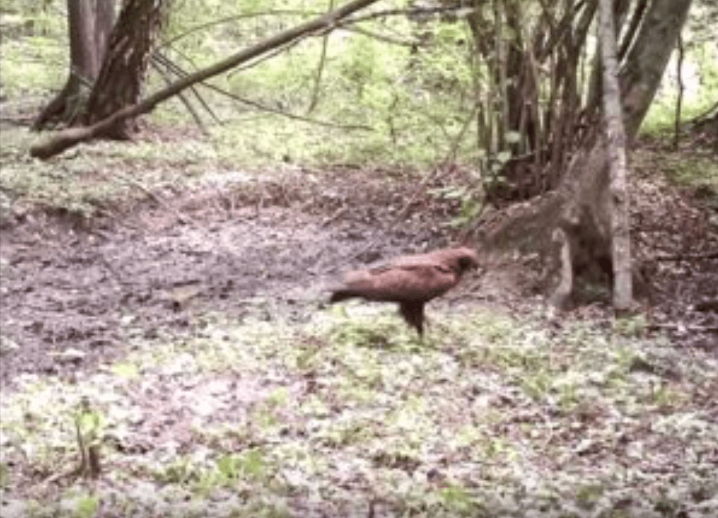 Ein Schreiadler im Wald von Tschernobyl.