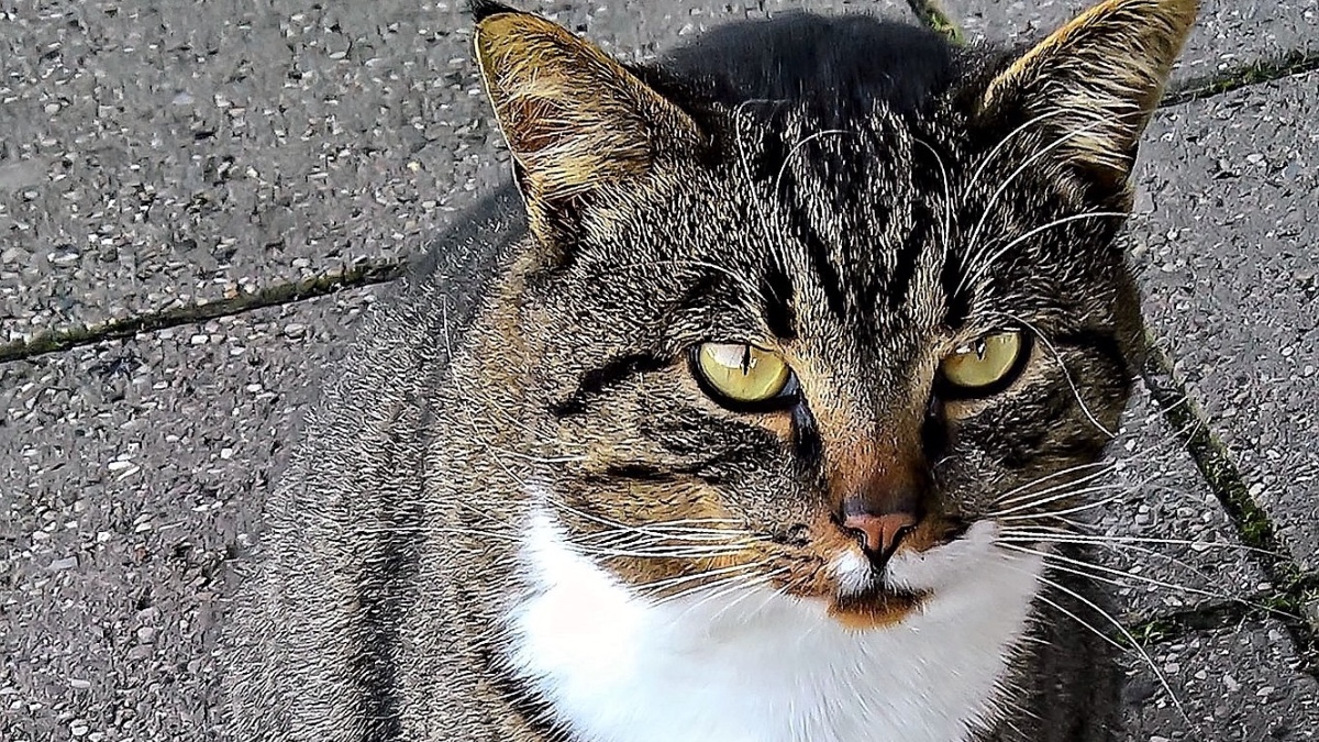 Eine Katze sitzt auf der Straße.