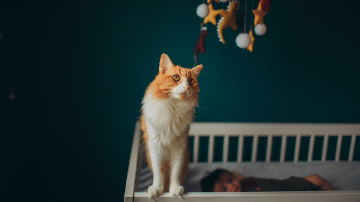 Eine Katze steht auf einer Kinderkrippe.