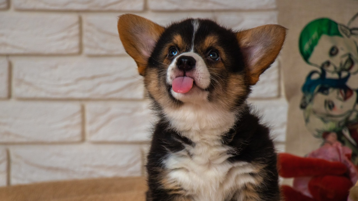 Ein Corgi-Welpe streckt seine Zunge heraus.