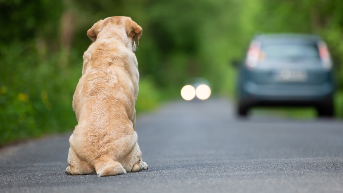 Ein ausgesetzter Hund auf einer Straße.