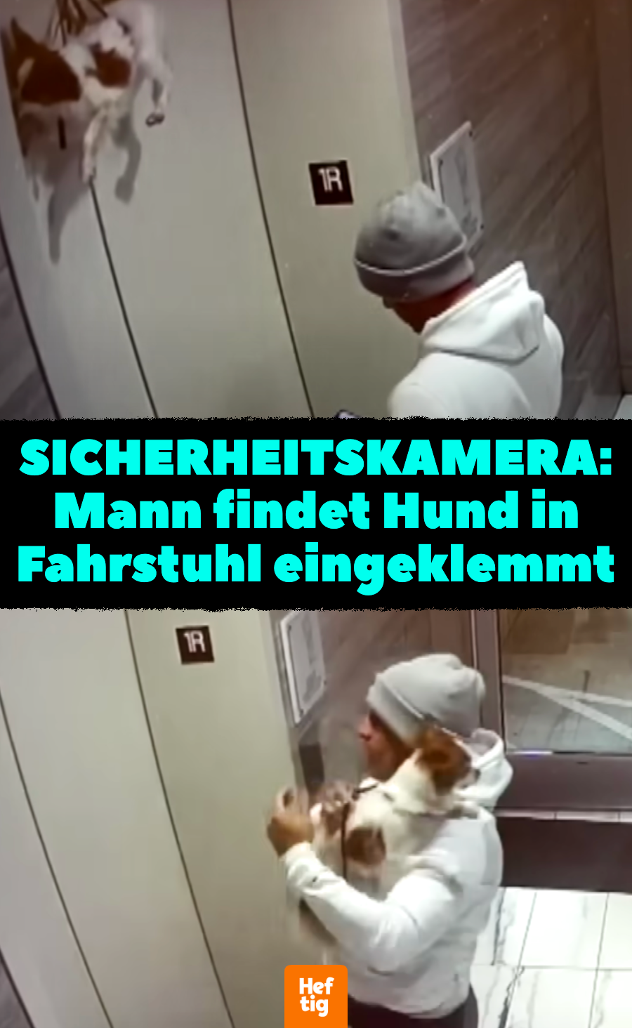 Mann übersieht Hund, der aus Fahrstuhltür hängt