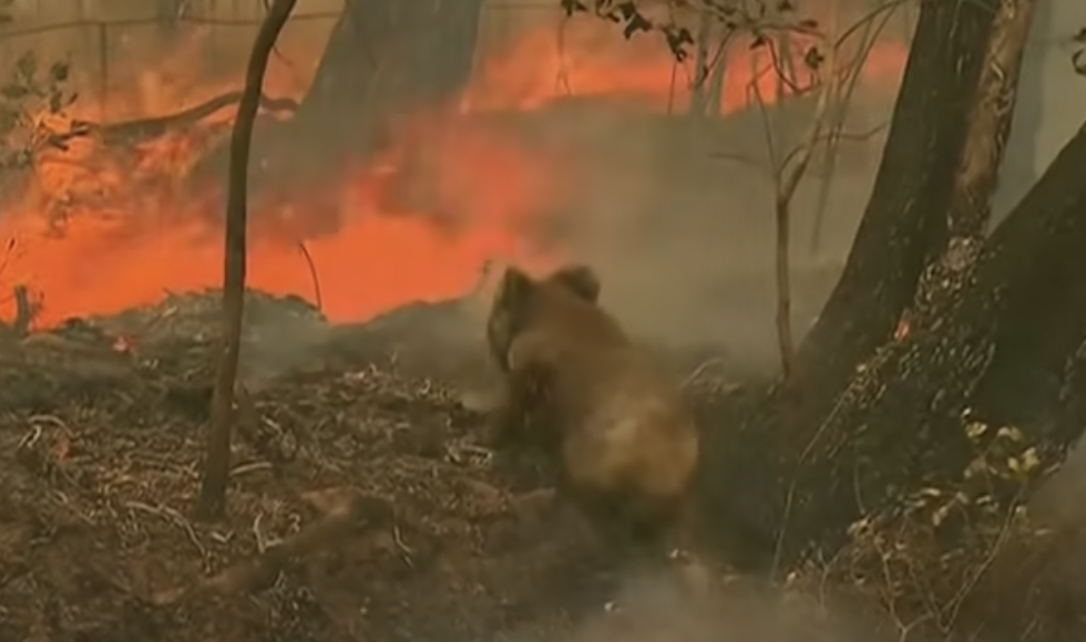 Koala in brenndendem Buschfeuer