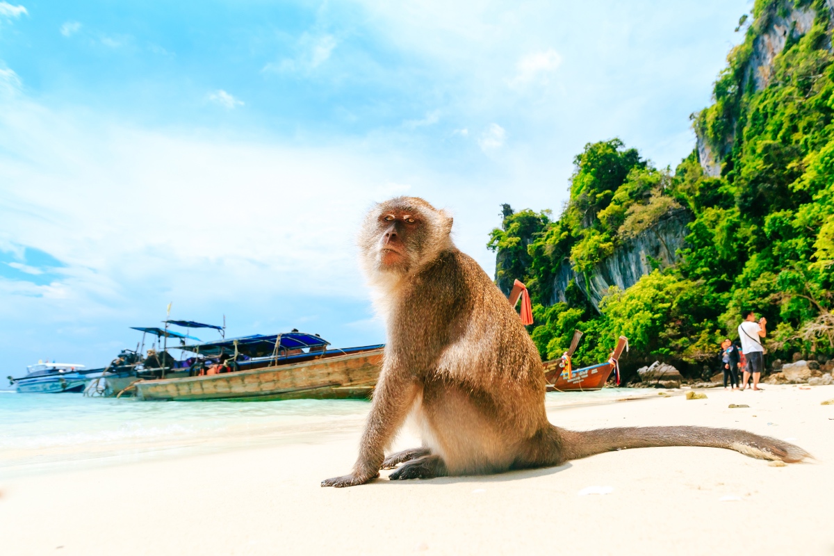 Ein Affe, der an einem thailändischen Strand auf den Phi-Phi-Inseln sitzt.