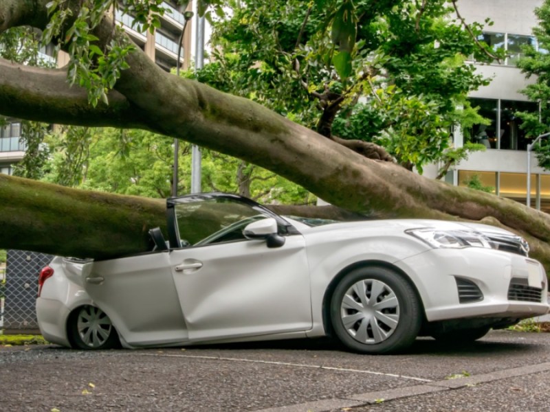 Ein Auto, das von einem umgestürzten Baum getroffen wurde.