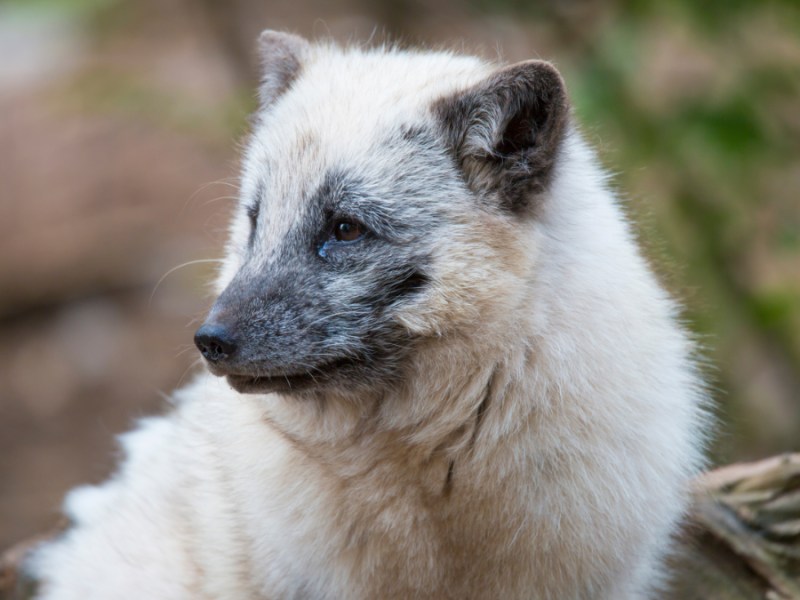 Eine Nahaufnahme von einem Polarfuchs.