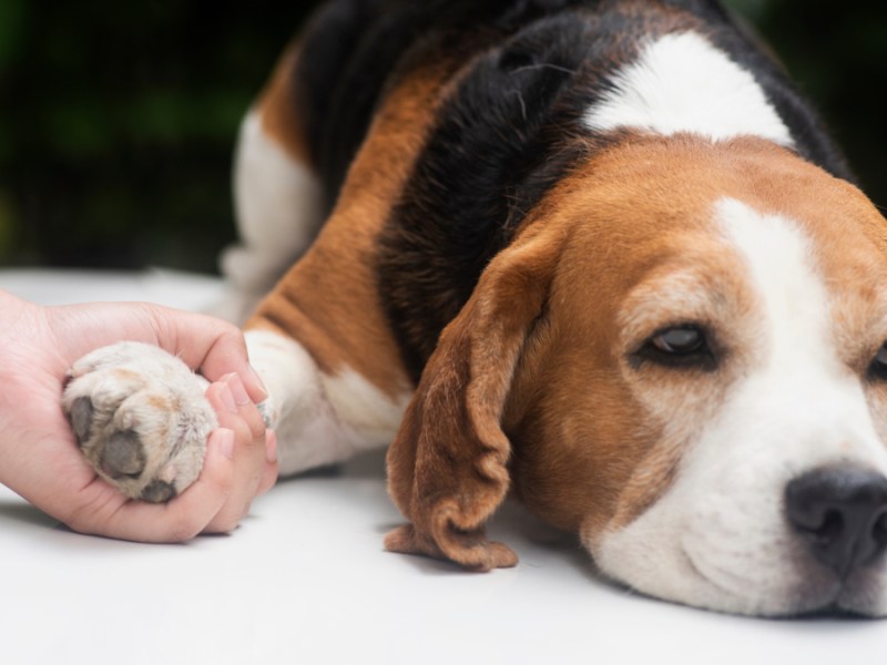 Eine junge Frau hält liebevoll die Pfote eines Beagles.