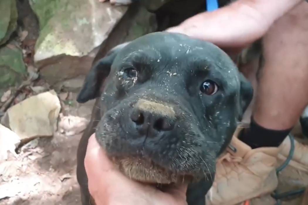 Ein geretteter Staffordshire Terrier wird am Kopf gestreichelt.