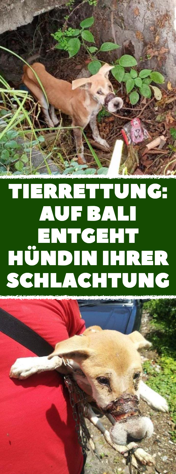 Tierrettung: Gefesselte Hündin flieht von Hundefarm