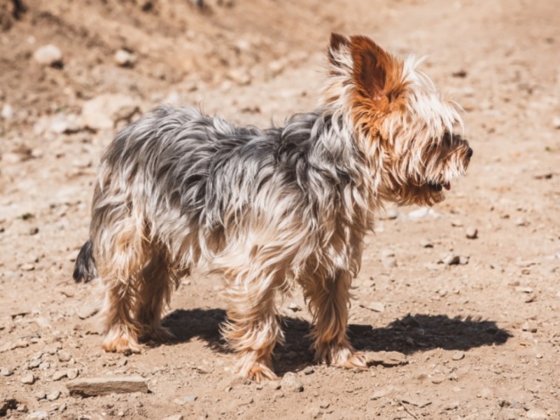 Kleiner Hund der Hitze ausgesetzt.