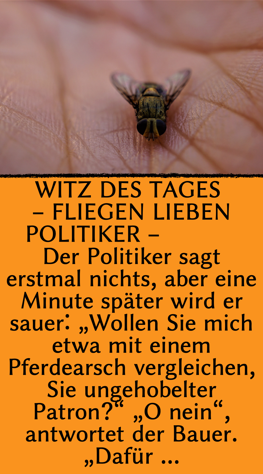 Witz des Tages: Schmeißfliegen schwirren um Politiker herum