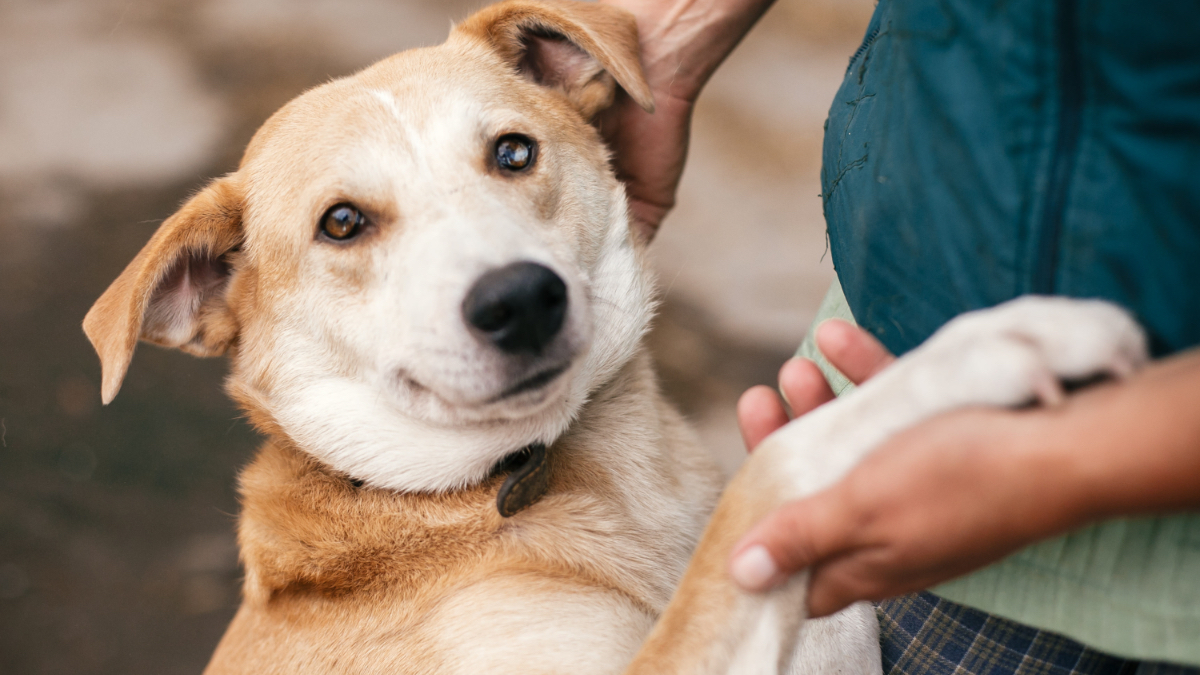 Ein Hund umarmt sein Herrchen und gibt Pfötchen.