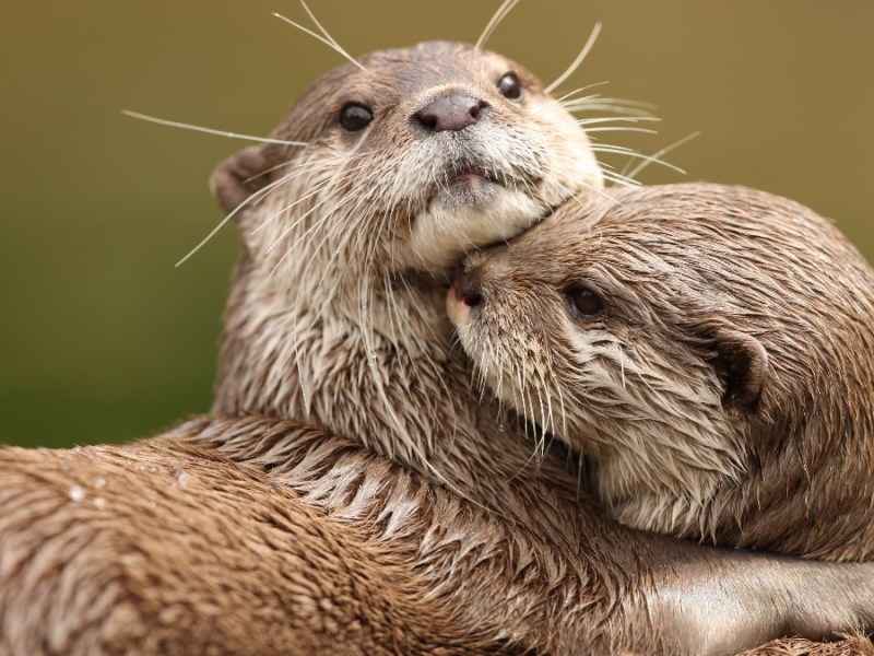 Otter beim Kuscheln.