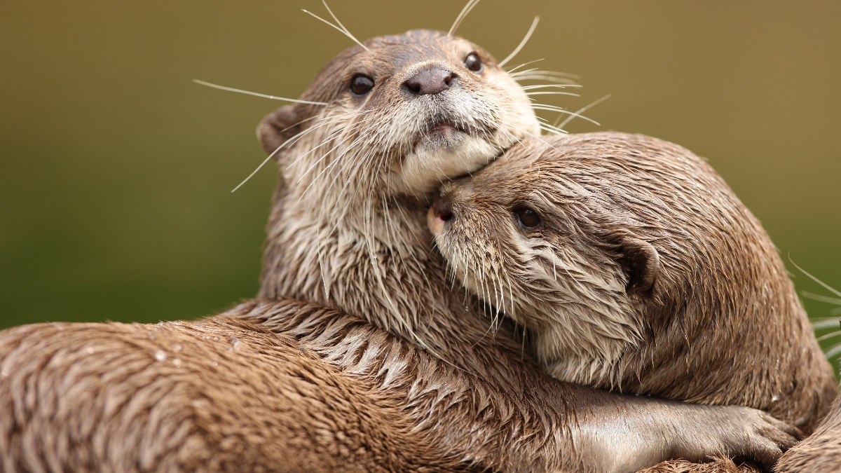 Otter beim Kuscheln.