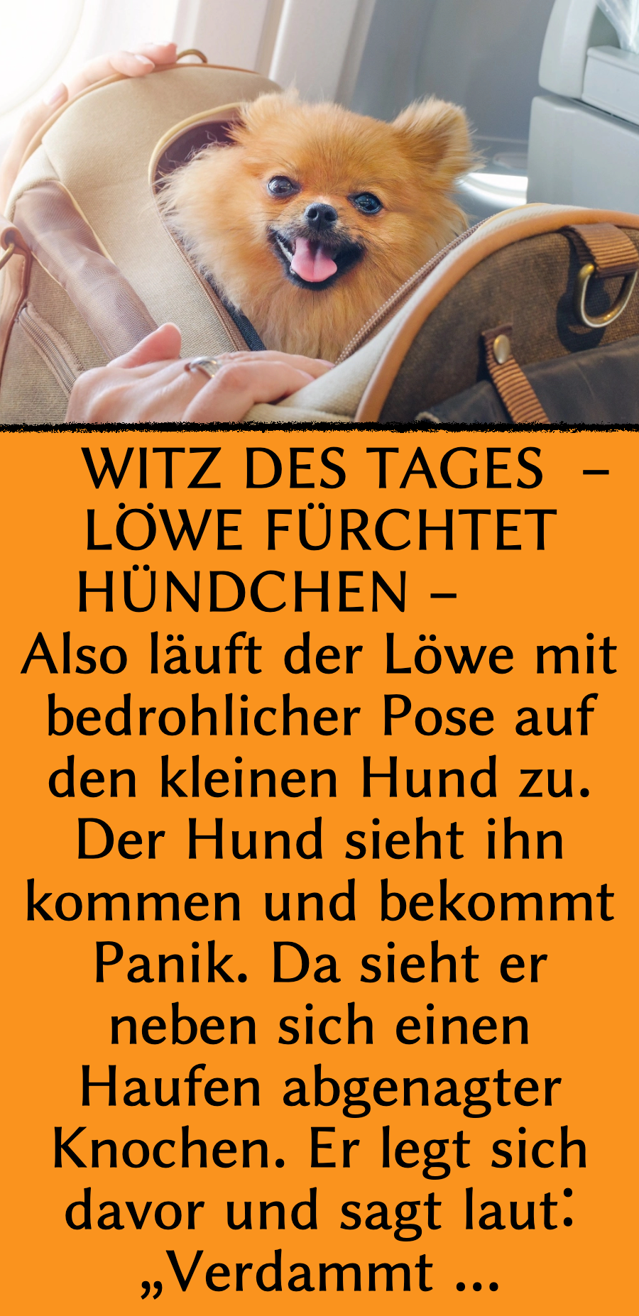 Witz des Tages: Löwe hat Angst vor Handtaschenhund