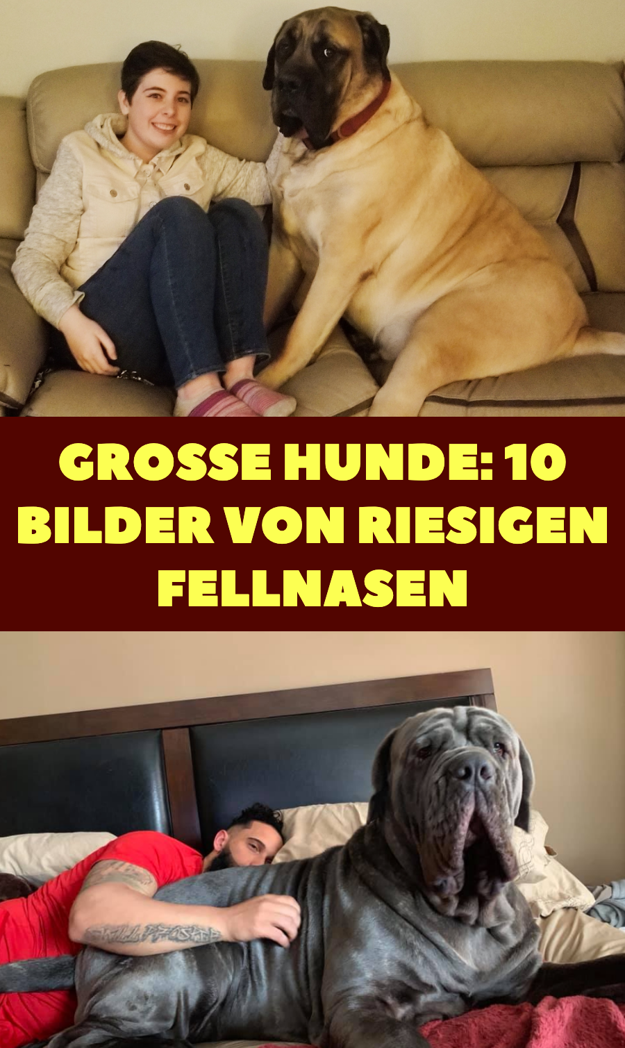 10 Tierhalter, die einen Hund wollten, aber einen Bären bekamen