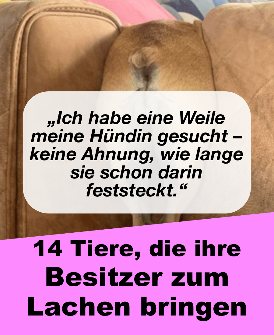 14 lustige Tiere, die ihre Besitzer zum Lachen bringen