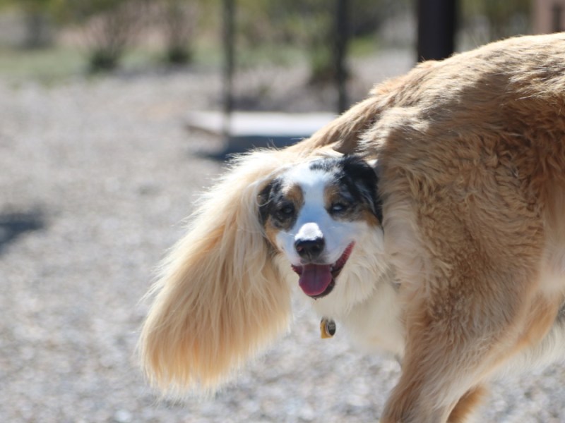 Ein Australian Shepherd mogelt sich in das Foto eines Golden Retriever.