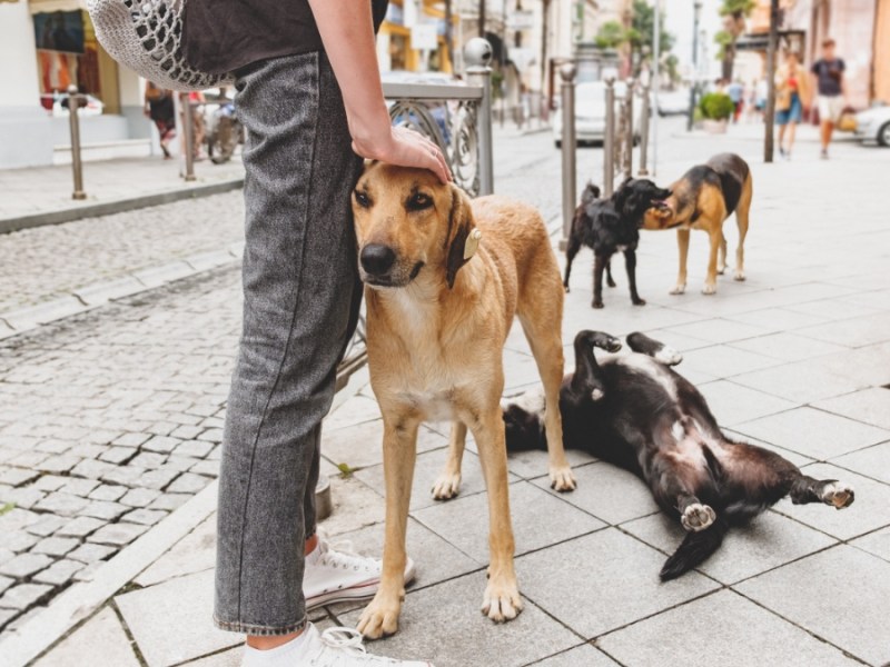 Ein Mann streichelt einen Hund auf dem Bürgersteig. Im Hintergrund sind weitere Hunde.