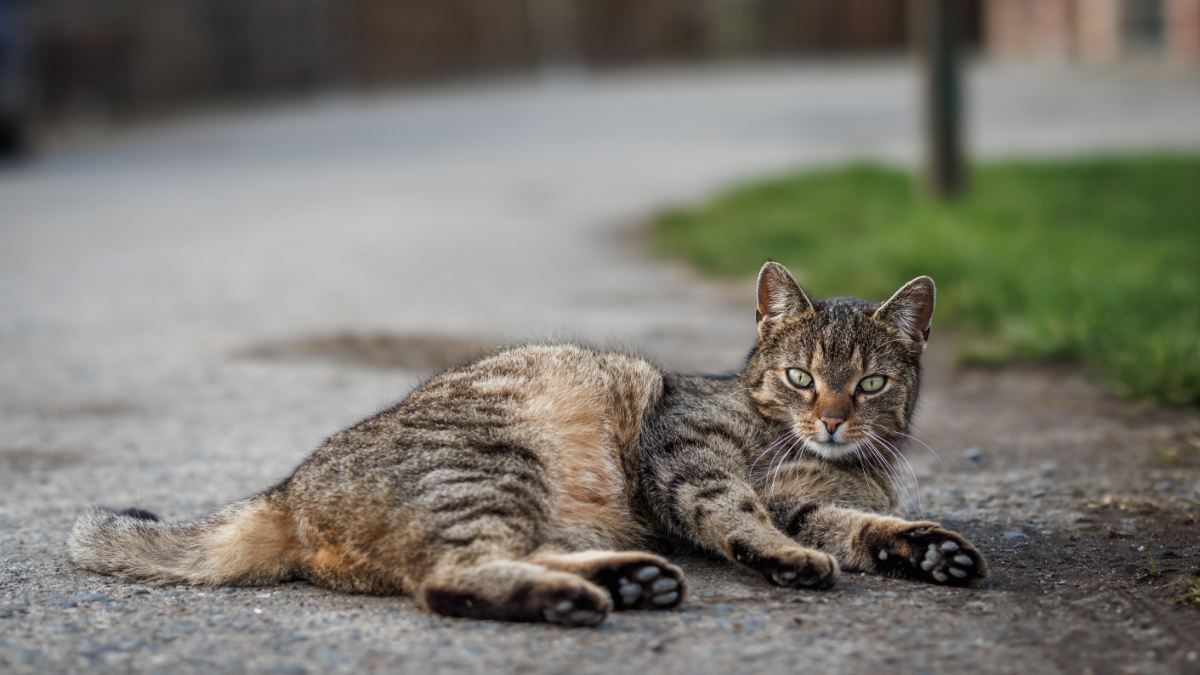 Eine getigerte Katze liegt auf einer Straße.