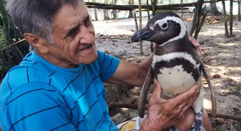 Ein alter Mann streichelt einen Neuseeland-Pinguin an einem Strand.