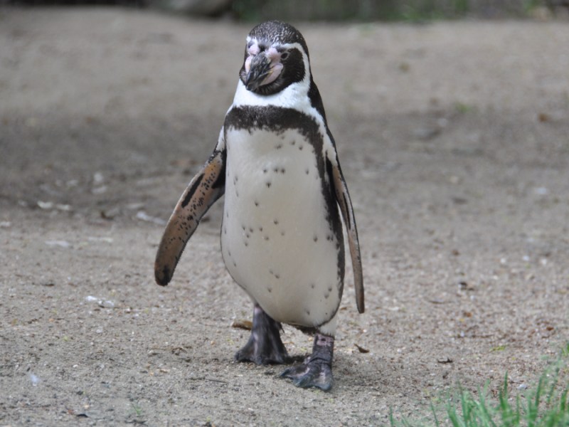 Ein Bild von einem Magellan-Pinguin an einem Strand.