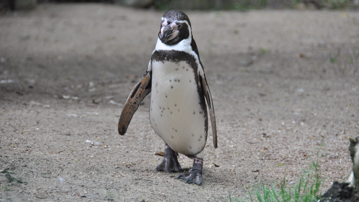 Ein Bild von einem Magellan-Pinguin an einem Strand.