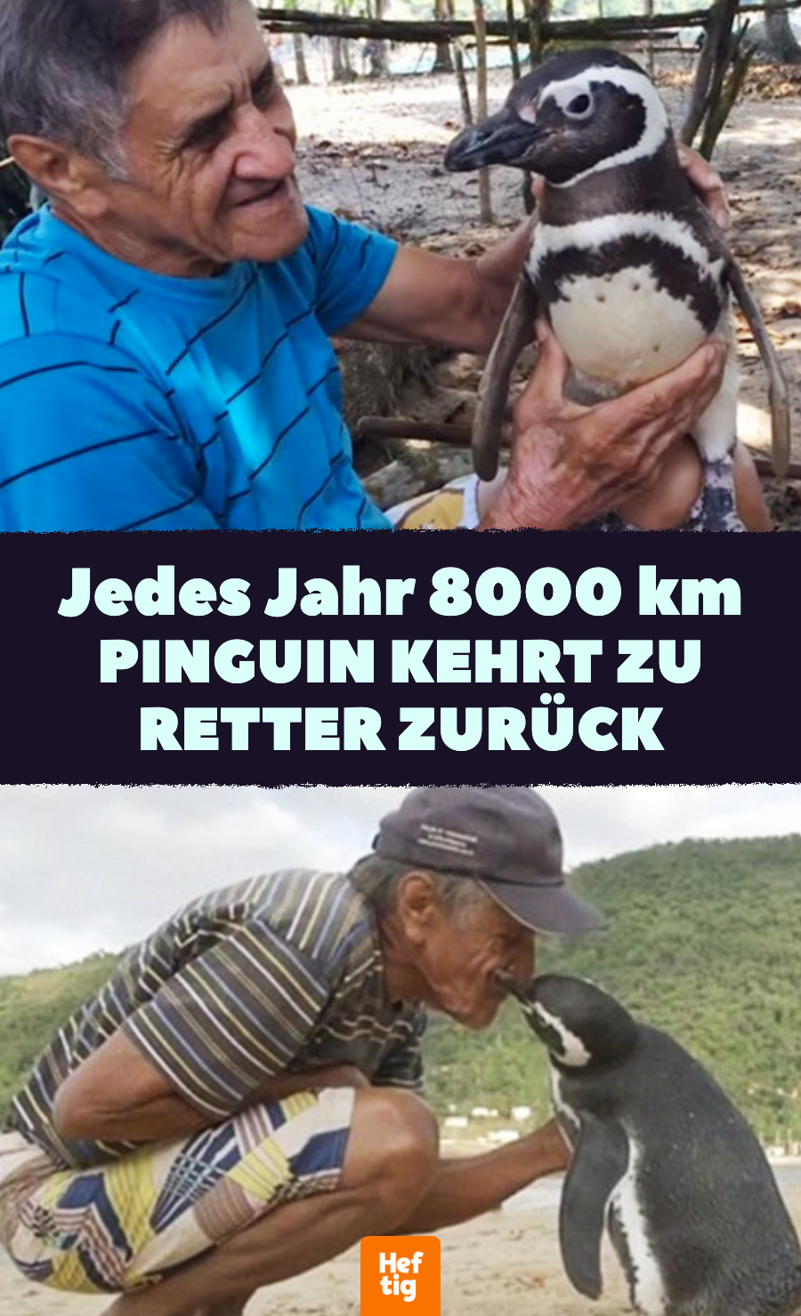 Dieser Pinguin schwimmt jedes Jahr 8000 km, um den Mann zu sehen, der ihm das Leben rettete