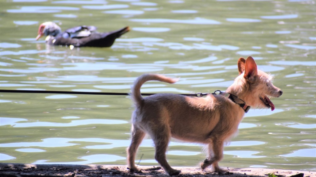 Ein angeleinter Hund an einem See.