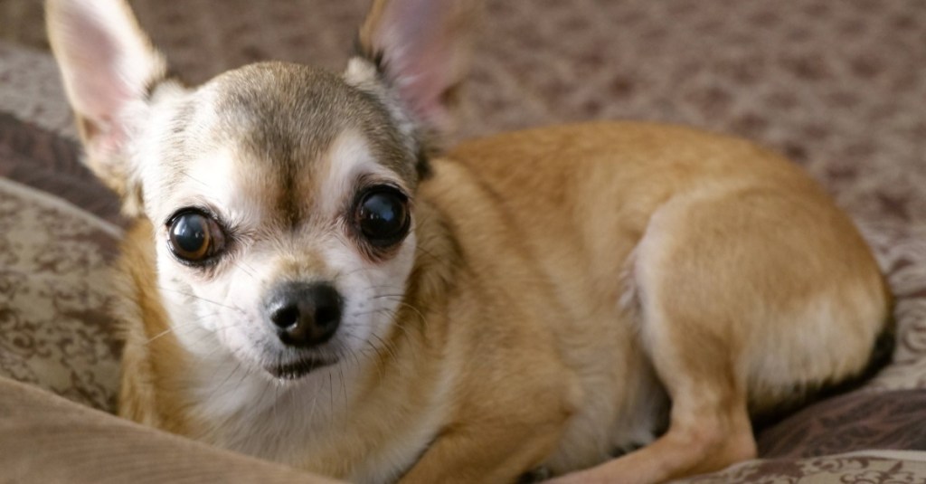 Chihuahua