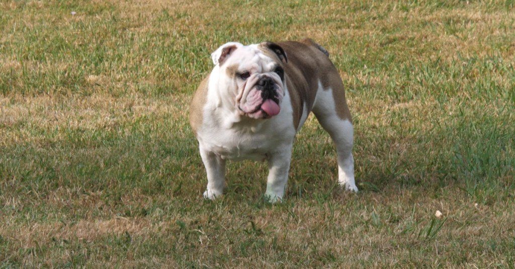 Englische Bulldogge