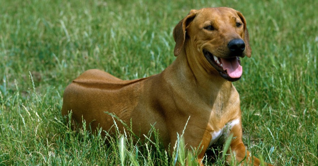 Rhodesian Ridgeback