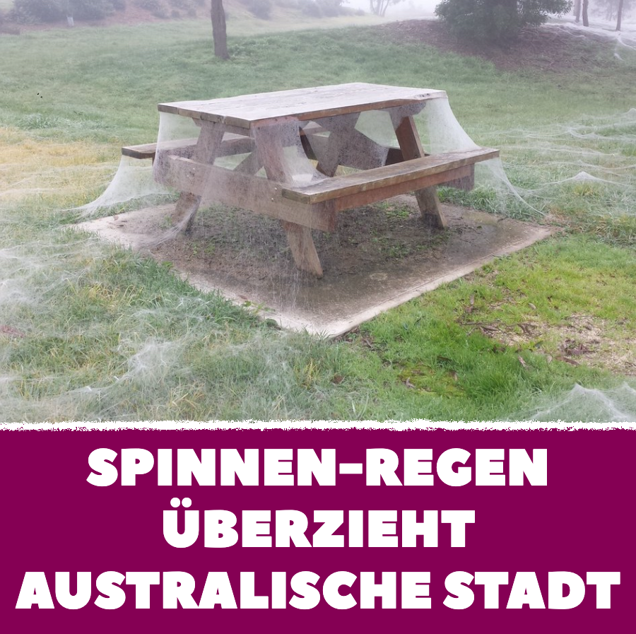 Spinnen-Regen überzieht australische Stadt