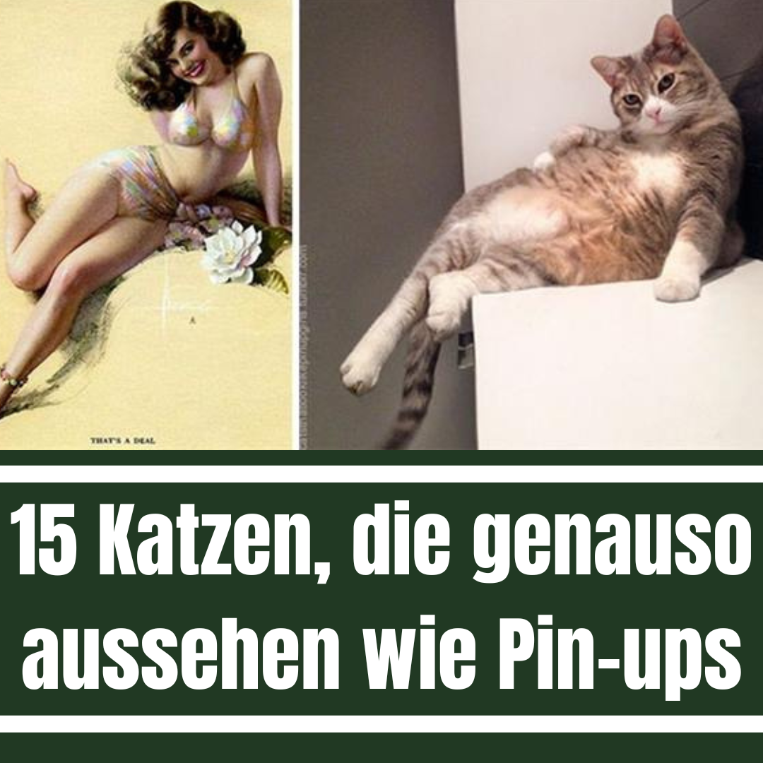 12 Katzen, die genauso aussehen wie Pin-ups